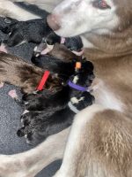 Siberian Husky Puppies for sale in Cutler Bay, FL, USA. price: $1,200