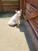 Siberian Husky Puppies for sale in Nashville, TN, USA. price: NA