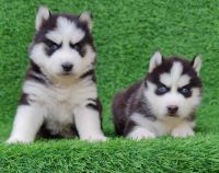 Siberian Husky Puppies for sale in Bhiwadi, Rajasthan, India. price: 24,000 INR