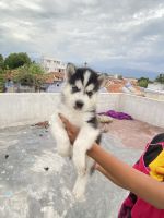 Siberian Husky Puppies for sale in Coimbatore, Tamil Nadu, India. price: 30,000 INR