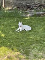 Siberian Husky Puppies for sale in Boston, MA, USA. price: $1,000