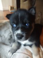 Siberian Husky Puppies for sale in Vashon, WA 98070, USA. price: $300