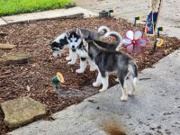 Siberian Husky Puppies for sale in Pompano Beach, FL 33066, USA. price: $500