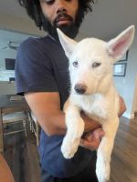 Siberian Husky Puppies for sale in Aurora, CO, USA. price: $500