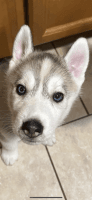 Siberian Husky Puppies for sale in Westfield, MA 01085, USA. price: $1,000