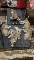 Siberian Husky Puppies for sale in Westfield, MA 01085, USA. price: NA