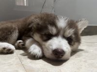 Siberian Husky Puppies for sale in Thane, Maharashtra, India. price: 23,000 INR