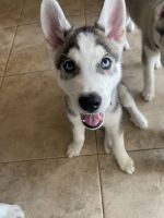 Siberian Husky Puppies for sale in Port St. Lucie, FL 34953, USA. price: $1,200