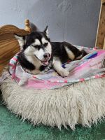 Siberian Husky Puppies for sale in Springfield, MA 01129, USA. price: $400