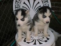 Siberian Husky Puppies for sale in SPFLD (LONG), MA 01106, USA. price: $500