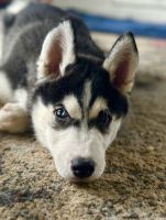 Siberian Husky Puppies for sale in Abbotsford, BC, Canada. price: $750