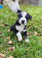 Siberian Husky Puppies for sale in Shelbyville, KY 40065, USA. price: $2,000