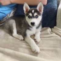 Siberian Husky Puppies for sale in New York, NY, USA. price: $500