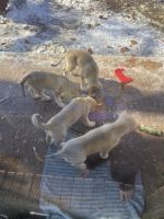 Siberian Husky Puppies for sale in Colwich, KS 67030, USA. price: $150