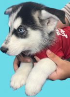 Siberian Husky Puppies for sale in 1860 Orangewood Ave, St Cloud, FL 34772, USA. price: $700