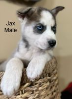 Siberian Husky Puppies for sale in Yukon, OK, USA. price: $700