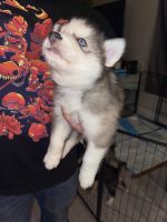 Siberian Husky Puppies for sale in Mesa, AZ, USA. price: $500