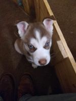 Siberian Husky Puppies for sale in Peoria, IL, USA. price: $900