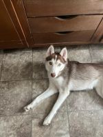 Siberian Husky Puppies for sale in Indianapolis, IN, USA. price: $350