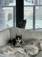 Siberian Husky Puppies for sale in Fort Lauderdale, FL, USA. price: $1,000