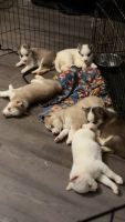 Siberian Husky Puppies for sale in Augusta, Georgia. price: $600