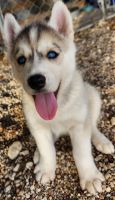 Siberian Husky Puppies for sale in Temple, TX, USA. price: $350