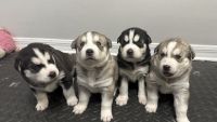 Siberian Husky Puppies for sale in Hialeah, Florida. price: $1,200