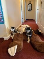 Siberian Husky Puppies for sale in Hendersonville, North Carolina. price: $600