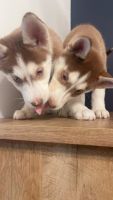 Siberian Husky Puppies for sale in Sturtevant, Wisconsin. price: $500