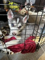 Siberian Husky Puppies for sale in Adelanto, California. price: $300