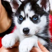 Siberian Husky Puppies for sale in Philadelphia, Pennsylvania. price: $550
