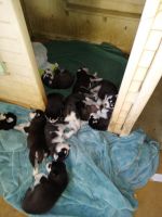 Siberian Husky Puppies for sale in Lapel, Indiana. price: $300