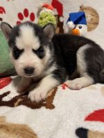 Siberian Husky Puppies for sale in Indianapolis, IN, USA. price: $700