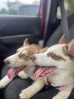 Siberian Husky Puppies for sale in Tampa, Florida. price: $1,000