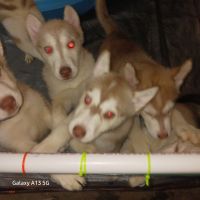 Siberian Husky Puppies for sale in Pendleton, Oregon. price: $30,000