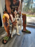 Siberian Husky Puppies for sale in Atlanta, Georgia. price: $500