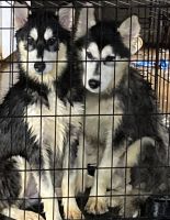 Siberian Husky Puppies for sale in Marietta, Georgia. price: NA