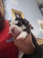 Siberian Husky Puppies for sale in Anna, Texas. price: $800