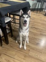 Siberian Husky Puppies for sale in Mississauga, Ontario. price: NA