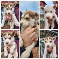 Siberian Husky Puppies for sale in Cynthiana, Kentucky. price: $600