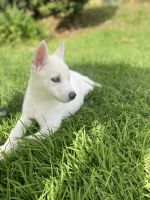 Siberian Husky Puppies for sale in Pomona, CA, USA. price: $400