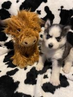 Siberian Husky Puppies for sale in Indianapolis, IN, USA. price: $600