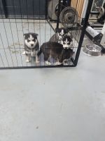 Siberian Husky Puppies for sale in Cincinnati, Ohio. price: $800