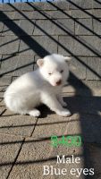 Siberian Husky Puppies for sale in 158 Private Rd 206-I, Seminole, TX 79360, USA. price: $200
