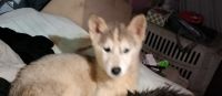 Siberian Husky Puppies for sale in Greenville, South Carolina. price: $200