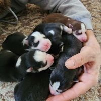 Siberian Husky Puppies for sale in Winterset, Iowa. price: $1,500