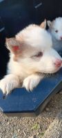 Siberian Husky Puppies for sale in San Luis Obispo, California. price: $1,050