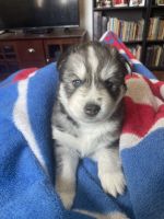 Siberian Husky Puppies for sale in Washington, Illinois. price: $500