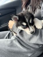 Siberian Husky Puppies for sale in Palmdale, California. price: $850