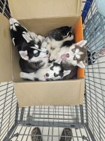 Siberian Husky Puppies for sale in Sterling, Michigan. price: $800